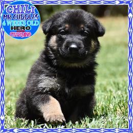 CHILI - Black and red male German Shepherd puppy in Murrieta, California from Diamond Oaks German Shepherds