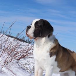 Saint Bernard All Grown Up from Southern Giants