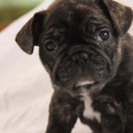 French Bulldogs from Jen's Fabulous Frenchies