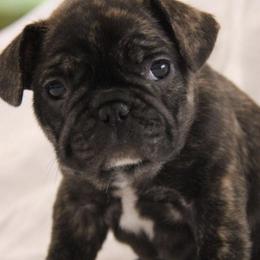 French Bulldogs from Jen's Fabulous Frenchies