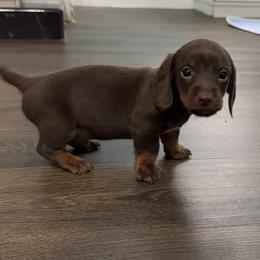 Dachshund Puppies from Johnson’s Weiner Farm