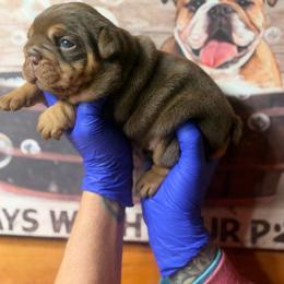 Jolene - Chocolate tri-color female Bulldog puppy in Angelica, New York from Snapp Valley Bulldogs