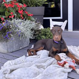 Chloe Wren - Red and rust female Doberman Pinscher puppy in Dundee, Ohio from Gold Star Canines