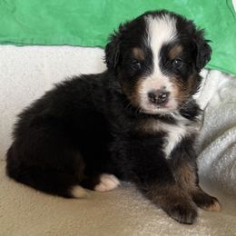 Green Boy - Black rust and white male Bernese Mountain Dog puppy in Nebraska from Colson Kennels