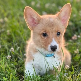Blue collar - Fawn female Pembroke Welsh Corgi puppy in Wyoming, Illinois from Cardinal Corgis