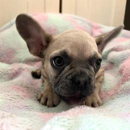 French Bulldog Puppies from Loving Frenchie Fam