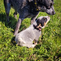 Anatolian Shepherd Dog and Australian Cattle Dog Puppies from 4D Cattle Dogs