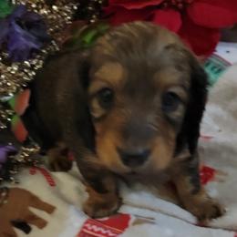 Dachshund Puppies from CLARK'S BREEDING PROGRAM