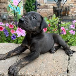 Peach collar - Black female Great Dane puppy in Corsica, Pennsylvania from Ferguson Family Danes LLC