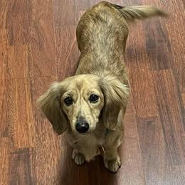 Truly - Dachshund