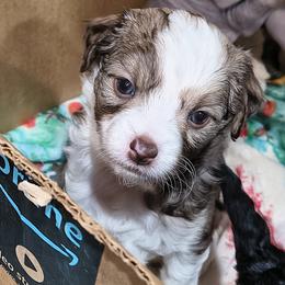 Halo - White and chocolate male Chinese Crested puppy in Frederick, Maryland from Lovable Cresteds