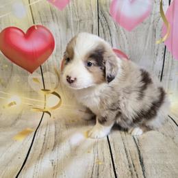 Boy 2 - Blue merle male Australian Shepherd puppy in Lakeland, Florida from Diamond P Australian Shepherds
