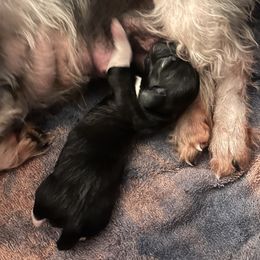 Boy 1 - Piebald male Dachshund puppy in Tennessee from Garage Door Kennels