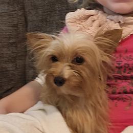 Poodles, Yorkipoos, and Yorkshire Terriers from Hess Pooches LLC