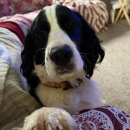 John - English Springer Spaniel