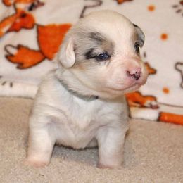 American Corgi Puppies from Southern Tastes American Corgis