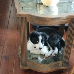 Border Collie Puppies from Cascade Sun Kennels