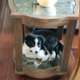 Border Collie Puppies from Cascade Sun Kennels