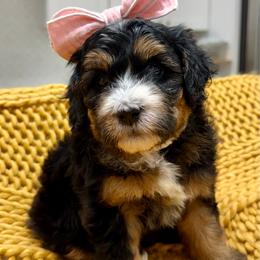 Bon Bon The Tri-Color Ultra Mini Bernedoodle - Tri-color female Bernedoodle puppy in Herriman, Utah from Rose Canyon Doodles