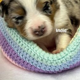 Indie - Blue merle female Australian Shepherd puppy in Magee, Mississippi from Paint ByNumbers Ranch