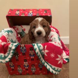 Rubi - Goldendoodle puppy from Furever Doodle