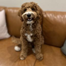 Opie - Goldendoodle