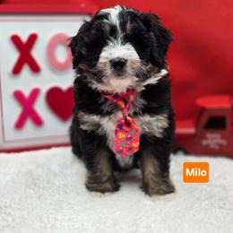 Santa- Orange collar - Tri-color male Bernedoodle puppy in Summerville, South Carolina from Channys Doodles