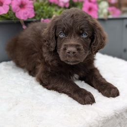 Henry - Brown and white male Aussiedoodle puppy in Coulee City, Washington from Mr and Mrs Doodle Farm