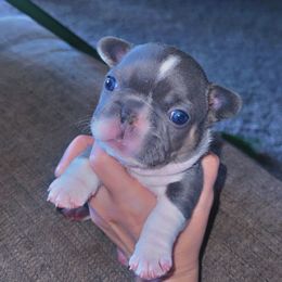 Washington - White and brindle male French Bulldog puppy in Winter Haven, Florida from Frenchie Wednesdays