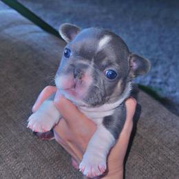 Washington - White and brindle male French Bulldog puppy in Winter Haven, Florida from Frenchie Wednesdays
