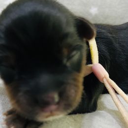 Girl 2 - Yorkshire Terrier puppy in Texas from Lapp Parti