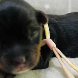 Girl 2 - Yorkshire Terrier puppy in Texas from Lapp Parti