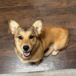 Oakley - American Corgi