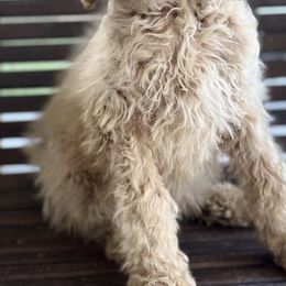 Ohana (Standard) - Cream female Poodle puppy in West Point, Mississippi from Golden Paws