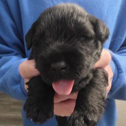 Boy 1 - Black male Miniature Schnauzer puppy in Fresno, California from Findell Kennel, LLC