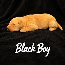Black Collar Boy - Yellow male Labrador Retriever puppy in Las Vegas, Nevada from Lucky Labrador Retrievers
