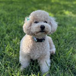 Piper - Poodle
