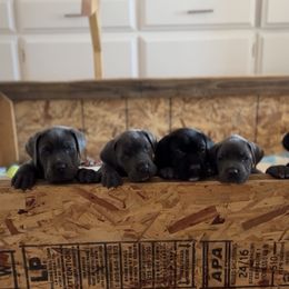 Cane Corso Puppies from The Dorado Ranch