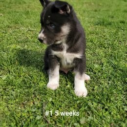 Siberian Husky Puppies from Grayline Siberians