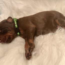 Green collar male - Red and rust male Doberman Pinscher puppy in Fostoria, Michigan from Jensen Dobermans and Dachshunds