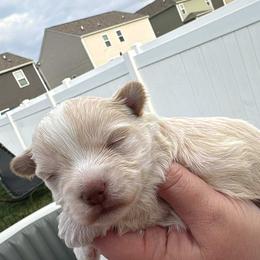 Marshmallow - Chocolate, tan and white male Yorkshire Terrier puppy in Knoxville, Tennessee from Rainbow Bliss Yorkies