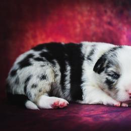 Border Collie and Maremma Sheepdog Puppies from 2J 2K Border Collies