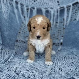Boy 4 - Cream male Australian Labradoodle puppy in Harrisonburg, Virginia from Crown Doodles