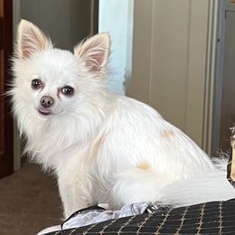 Tundra - Chihuahua