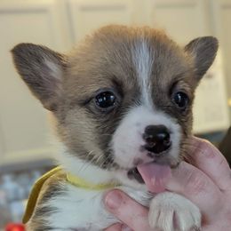 Pembroke Welsh Corgi Puppies from Rose Water Corgis