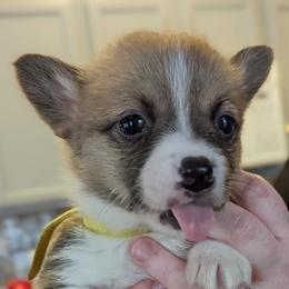 Pembroke Welsh Corgi Puppies from Rose Water Corgis