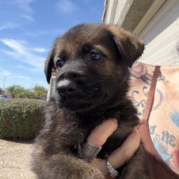 U9 - Bi-color male German Shepherd puppy in Surprise, Arizona from Vom Wustefeuer German Shepherds