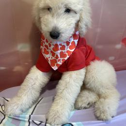 Romeo - White male Poodle puppy in Mobile, Alabama from Semmy’s Standard Poodle LLC