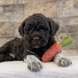 Cosmo - Brown male Lagotto Romagnolo puppy in West Jordan, Utah from Salt Lake Lagotto