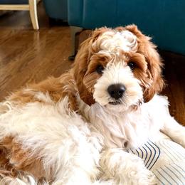 Scout  genetic health tested - Blenheim male Cavapoo puppy in Bountiful, Utah from PJs Puppy Love